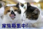 里親さん募集バナー 里親さん募集バナー