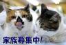 ミカちゃんチビタくん里親さん募集
